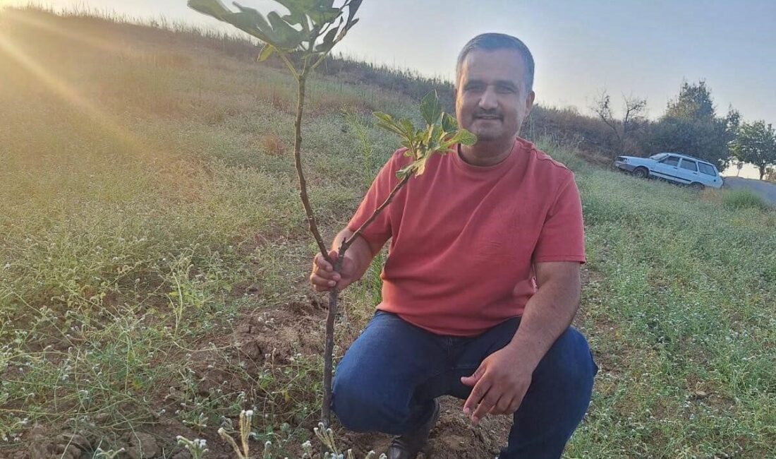 Manisa'nın Sarıgöl ilçesinde sarılop incir dikimi artış gösteriyor. Dadağlı Mahallesi'nde