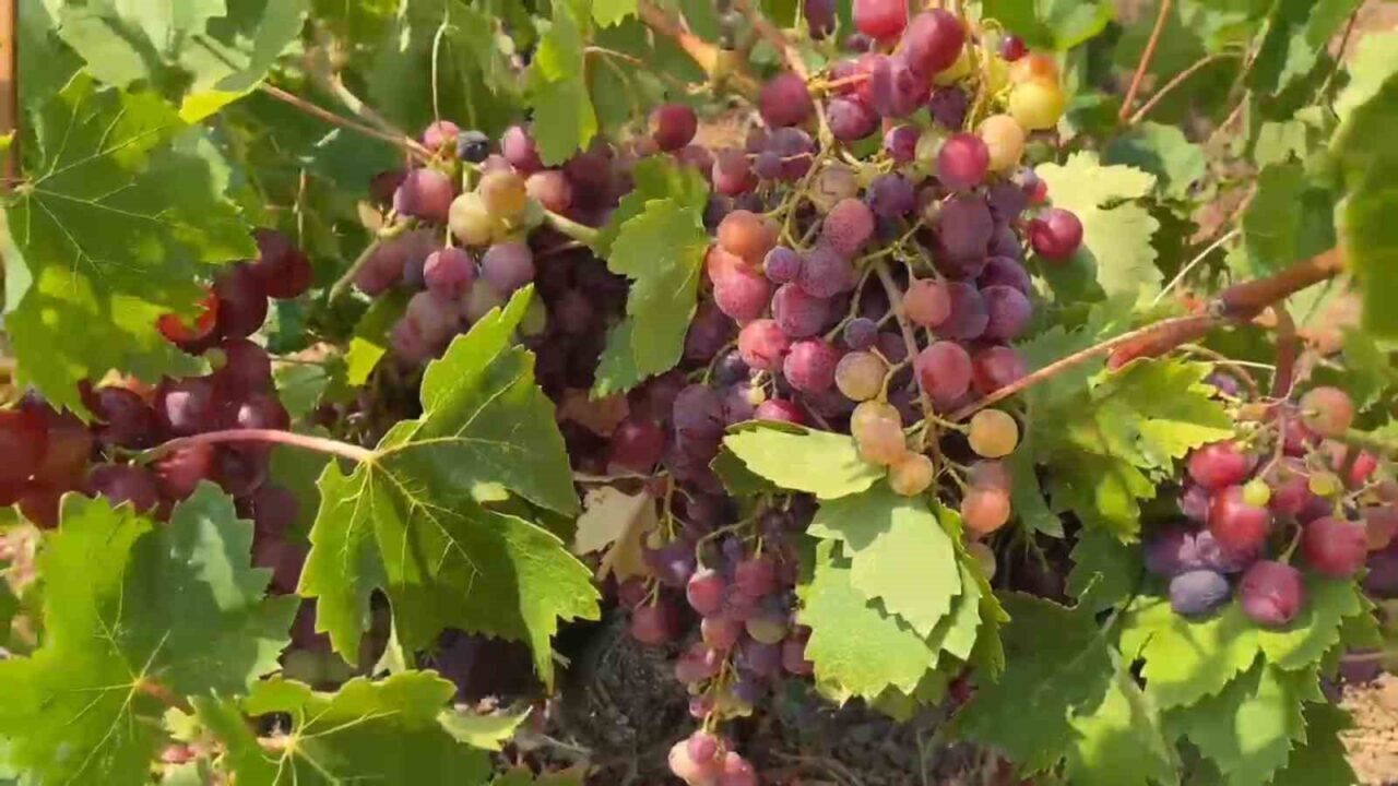 Tekirdağ'ın Şarköy ilçesindeki Mürefte Mahallesi'nde ünlü Gardinal üzümünün hasadı başladı.
