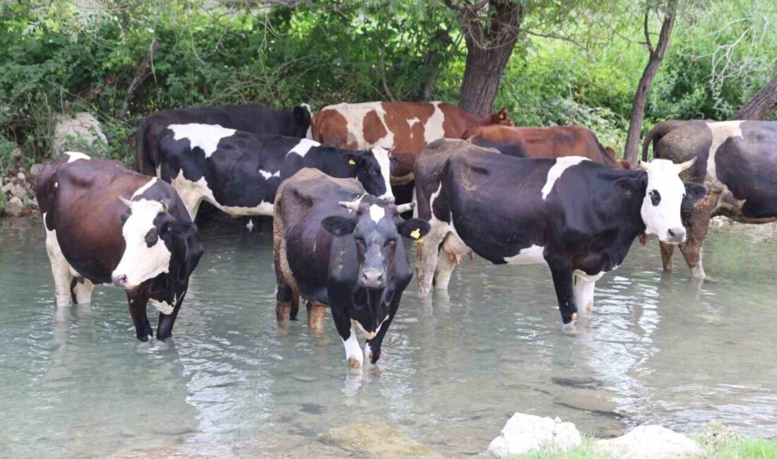 Adana'nın Kozan ilçesinde, etkili sıcak hava nedeniyle cadde ve sokaklar