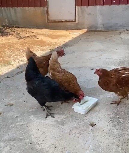 Kahramanmaraş'ta Durdu Mehmet Karasakız, yaz sıcağında tavuklarını serinletmek için onlara