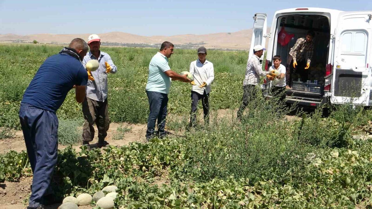 Van'ın Tuşba ilçesinde, 2023 yılında tescillenen Sıhke kavununun hasadı başladı.