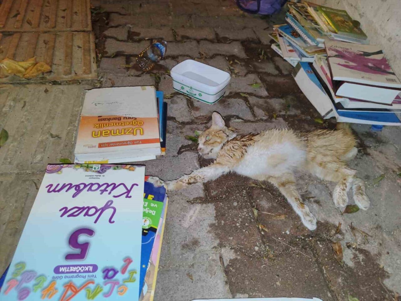 Antalya'nın Muratpaşa ilçesinde, yaralı bir yavru kediye ulaşan Atyen Sadak