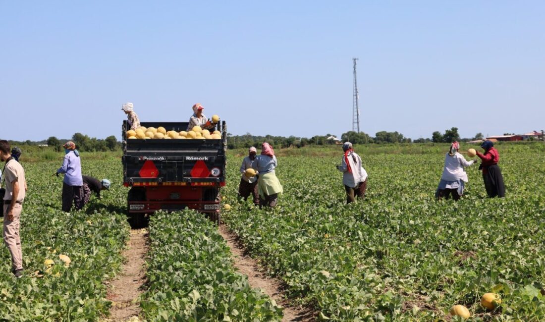 Samsun'un Bafra Ovası'ndaki kavun ve karpuz üreticileri, arz-talep dengesizliği nedeniyle