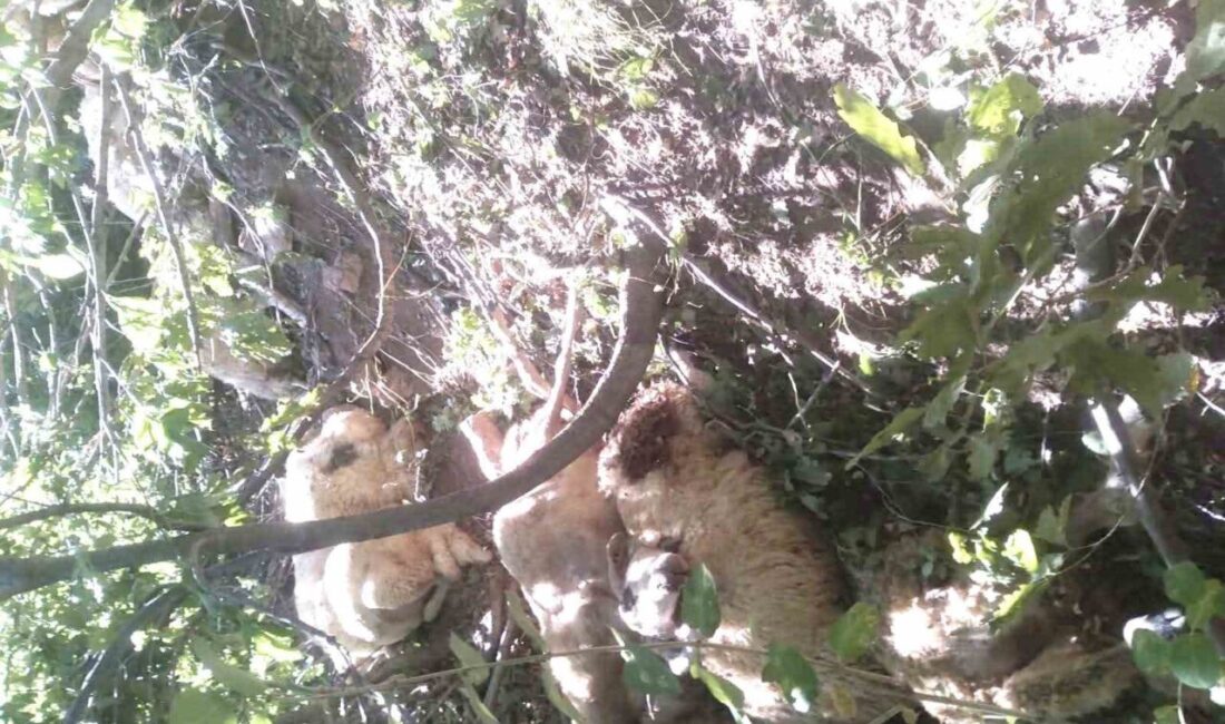 Tunceli'nin Ovacık ilçesindeki Haydar Baba yaylasında Murat Bitkin'in koyun sürüsüne
