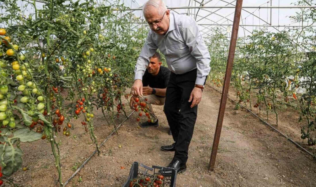 Van Büyükşehir Belediyesi, ata tohumlarıyla kurduğu serasında ilk hasadı gerçekleştirerek