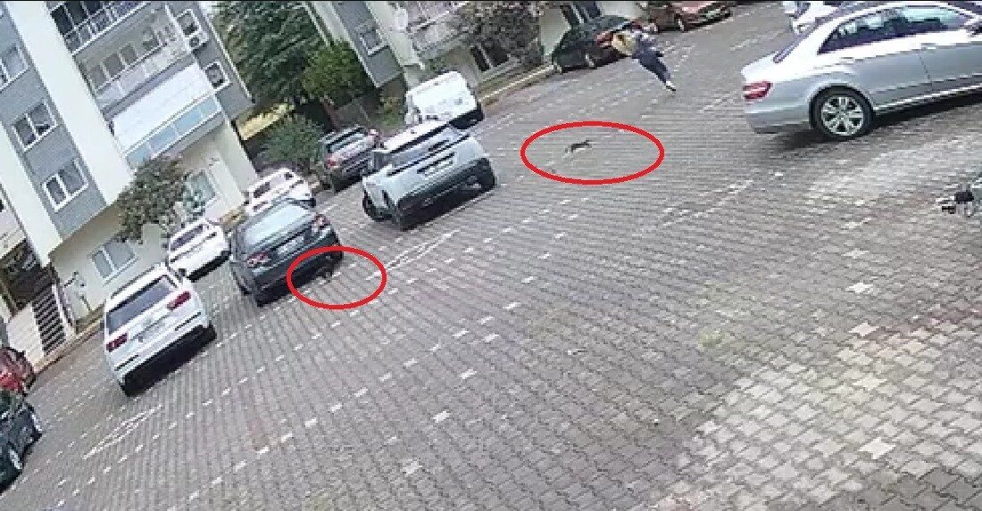 Bursa'da işe gitmek için evden çıkan Yasemin D., karşılaştığı yavru