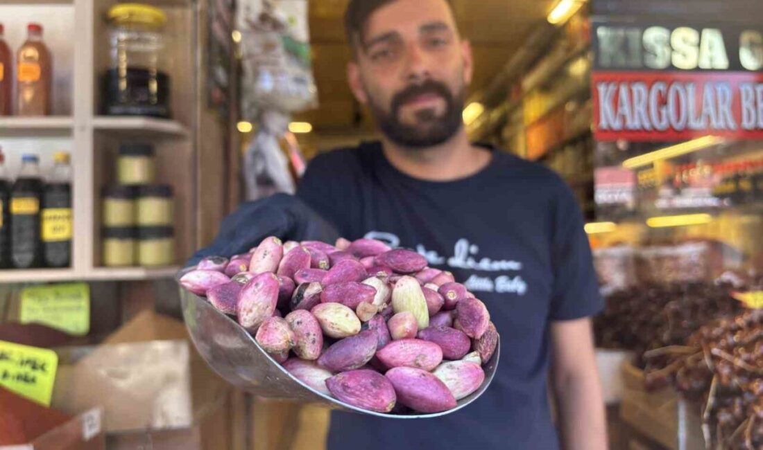 Gaziantep'te Antep fıstığı hasadı başladı ve ilk taze 'ben' fıstıkları