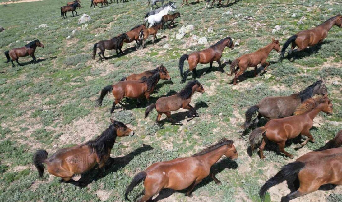Afyonkarahisar'ın Emirdağ ilçesindeki Yellibel Yaylası'nda bulunan yılkı atları, dronla çekilen