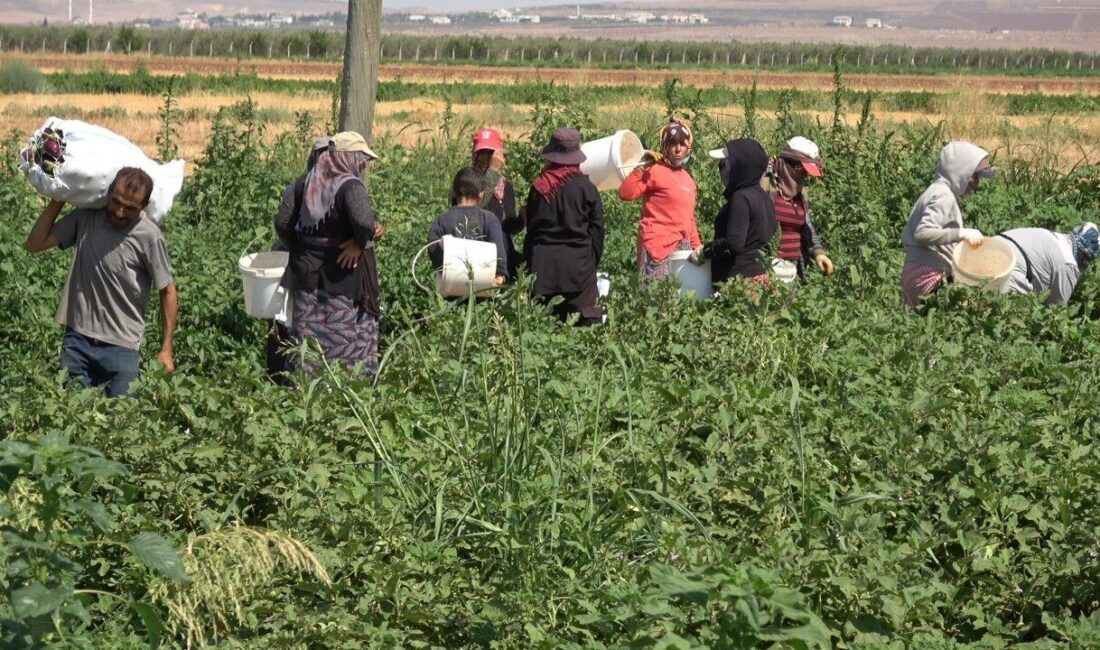 Elbeyli ilçesinde yaşayan Suriye asıllı Türkmen çiftçi Latif Latif, karpuzlarını