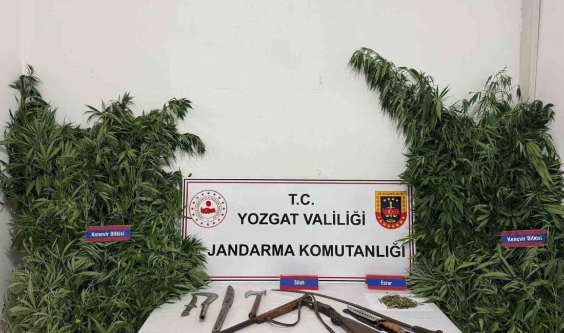 Yozgat'ın Sarıkaya ilçesinde jandarma, S.Y. isimli kişinin kenevir yetiştirdiği ihbarı