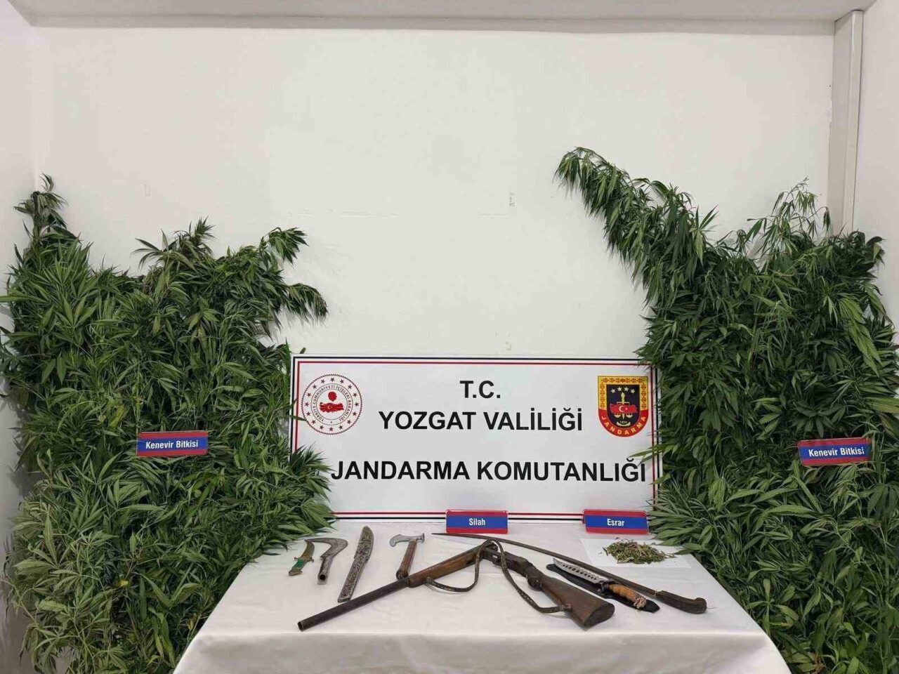 Yozgat'ın Sarıkaya ilçesinde jandarma, S.Y. isimli kişinin kenevir yetiştirdiği ihbarı