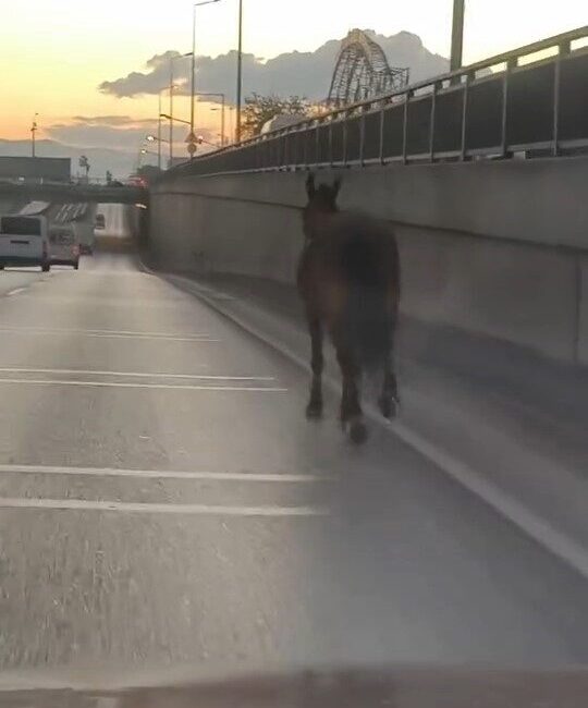 Bursa'nın Osmangazi ilçesinde, Bursa - Ankara Yolu'nda başıboş bir at