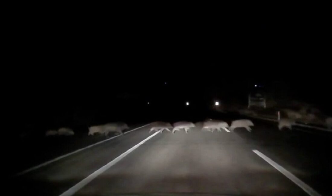 Adıyaman- Gölbaşı Karayolu'nda Şambayat Beldesi yakınlarında bir domuz sürüsü yola