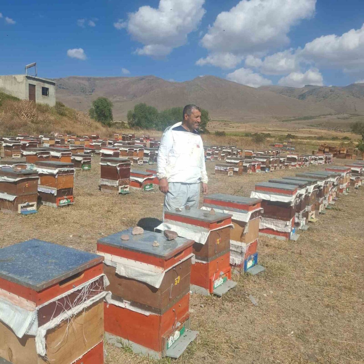Erzurum'un Çat ilçesindeki arıcılar, artan ayı saldırıları nedeniyle büyük sorunlar