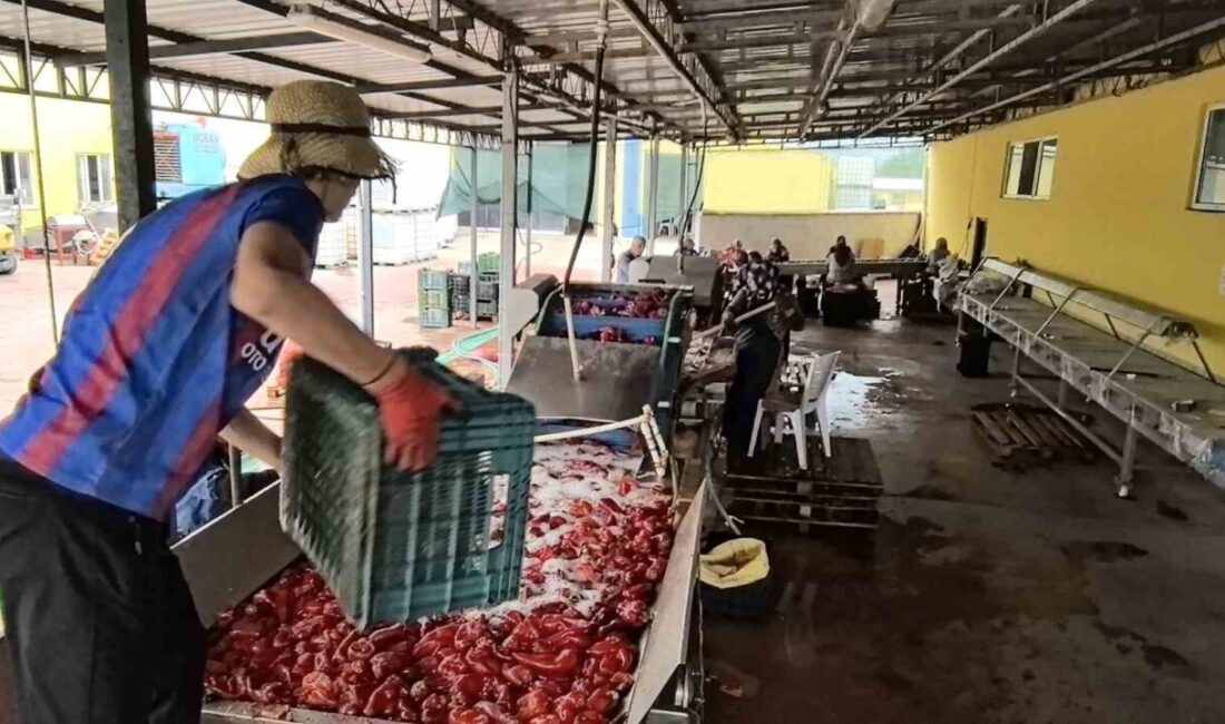 Bursa'nın İnegöl ilçesindeki Kulaca Mahallesi'nde, kadın işgücüyle 1.500 ton biber