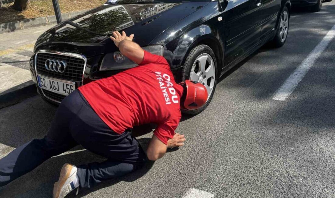 Ordu'nun Ünye ilçesinde, park halindeki bir aracın motoruna giren yavru