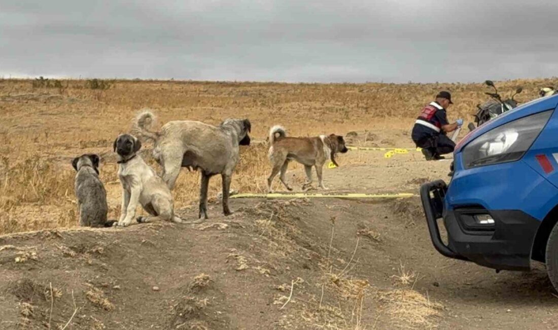 Edirne’nin Havsa ilçesinde köpek ve arazi anlaşmazlığı yüzünden Gürkan Solmaz