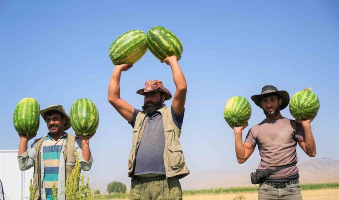 Muş'ta karpuz hasadı başladı, 40 bin dekar alanda 2 milyar