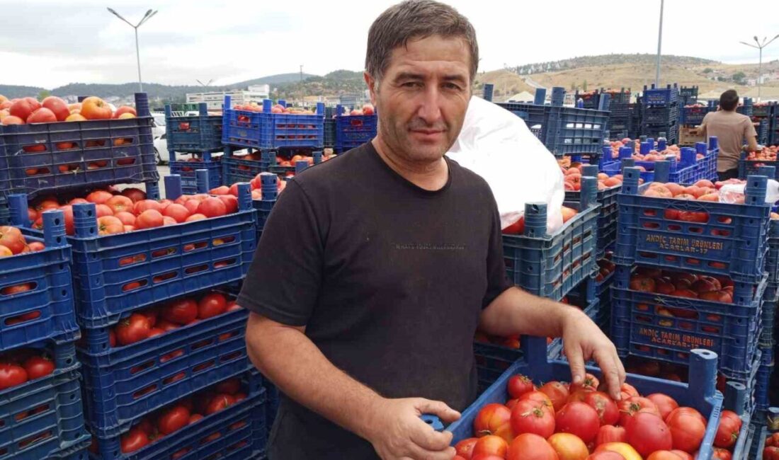 Bilecik'te kış hazırlıkları için salçalık domates alımı artış gösterdi. Pazarcı