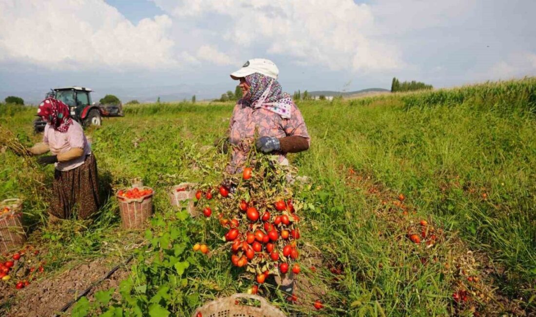 Balıkesir'in Sındırgı ilçesinde 10 Ağustos'taki 6,1 büyüklüğündeki deprem sonrası tarımsal