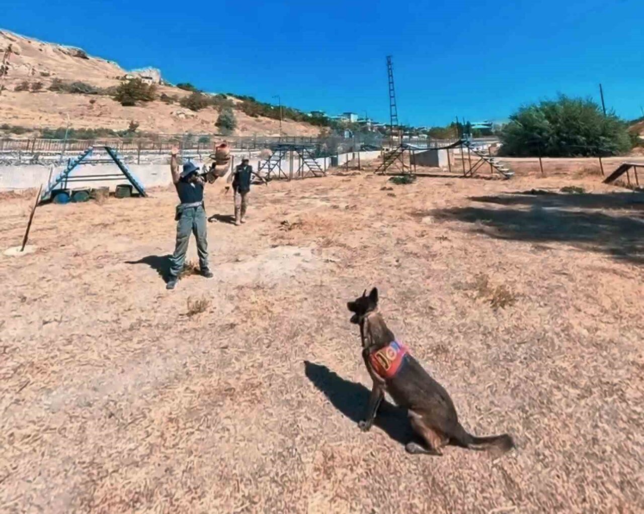 Van Jandarması'nın köpekleri, narkotik, kaçakçılık ve patlayıcı madde arama gibi