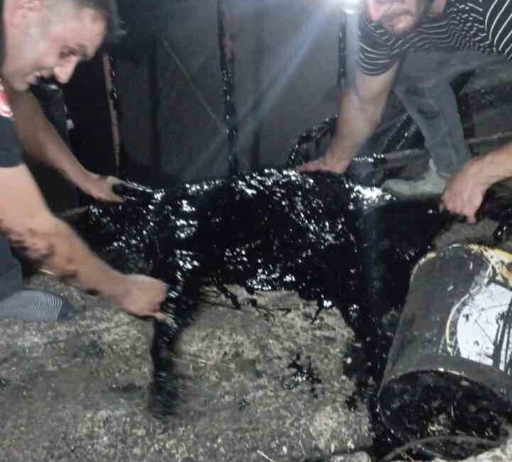 Afyonkarahisar'da bir zift fabrikasında kazana düşen köpek, sağlık ve itfaiye