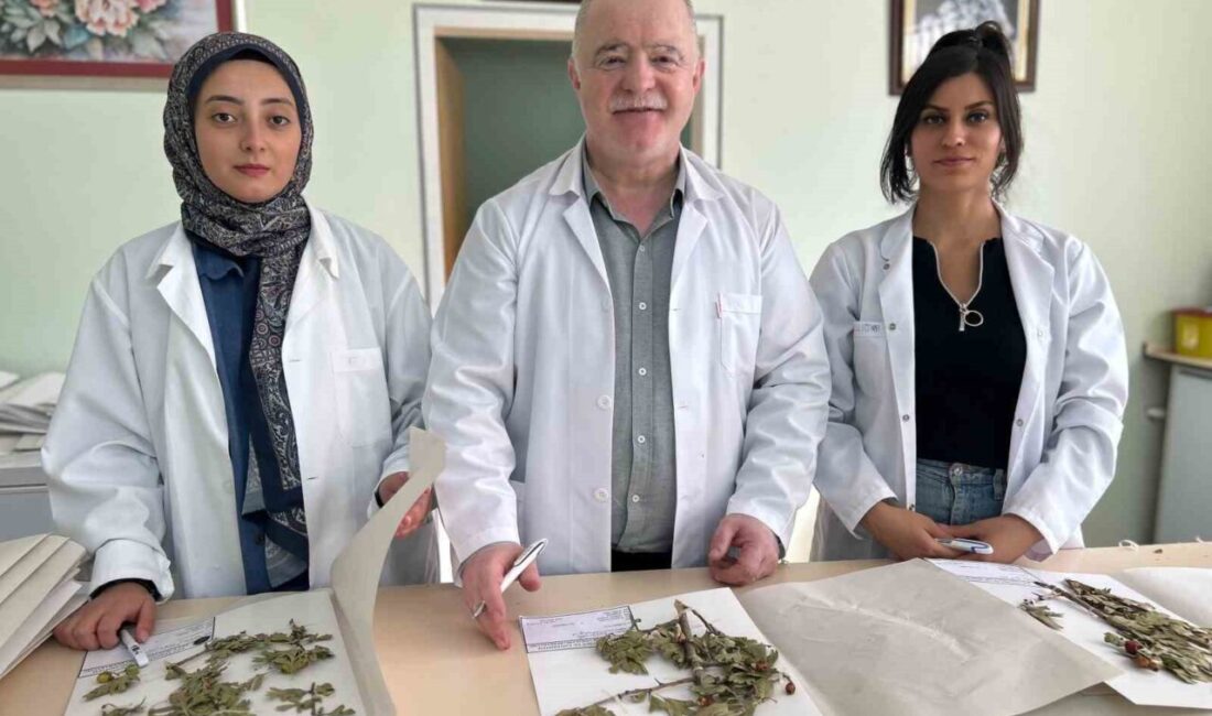 VANF Herbaryumu: Türkiye’nin Bitki Zenginliğini Koruyan Bilimsel Hazine Van Yüzüncü Yıl Üniversitesi Fen Fakültesi'nden Prof. Dr. Fevzi Özgökçe,