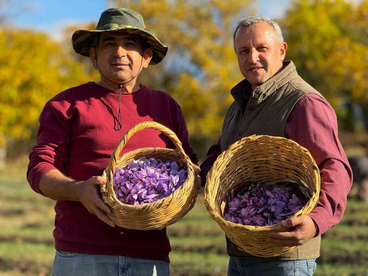Karabük'ün Safranbolu ilçesinde safran hasadı devam ediyor. 3,500 yıllık geçmişe
