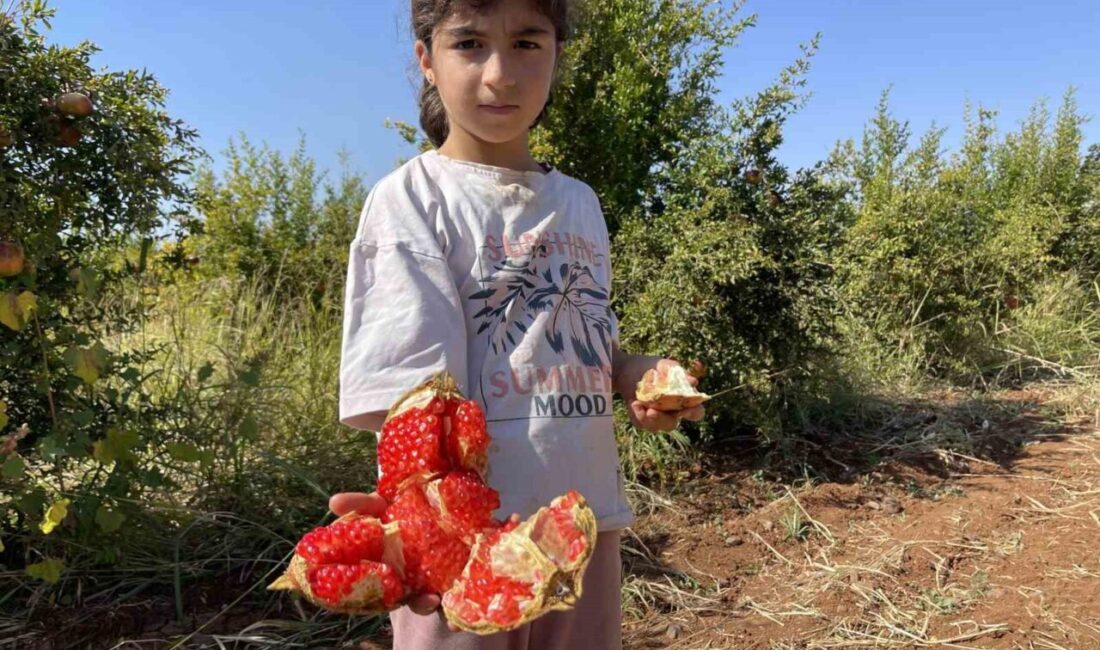 Suruç Narında Hasat Dönemi Başladı: Mayhoşlar Avrupa’ya, Tatlılar Arap Ülkelerine İhraç Ediliyor Suruç narının hasat dönemi başladı; ekşi çeşitler Avrupa, tatlılar ise