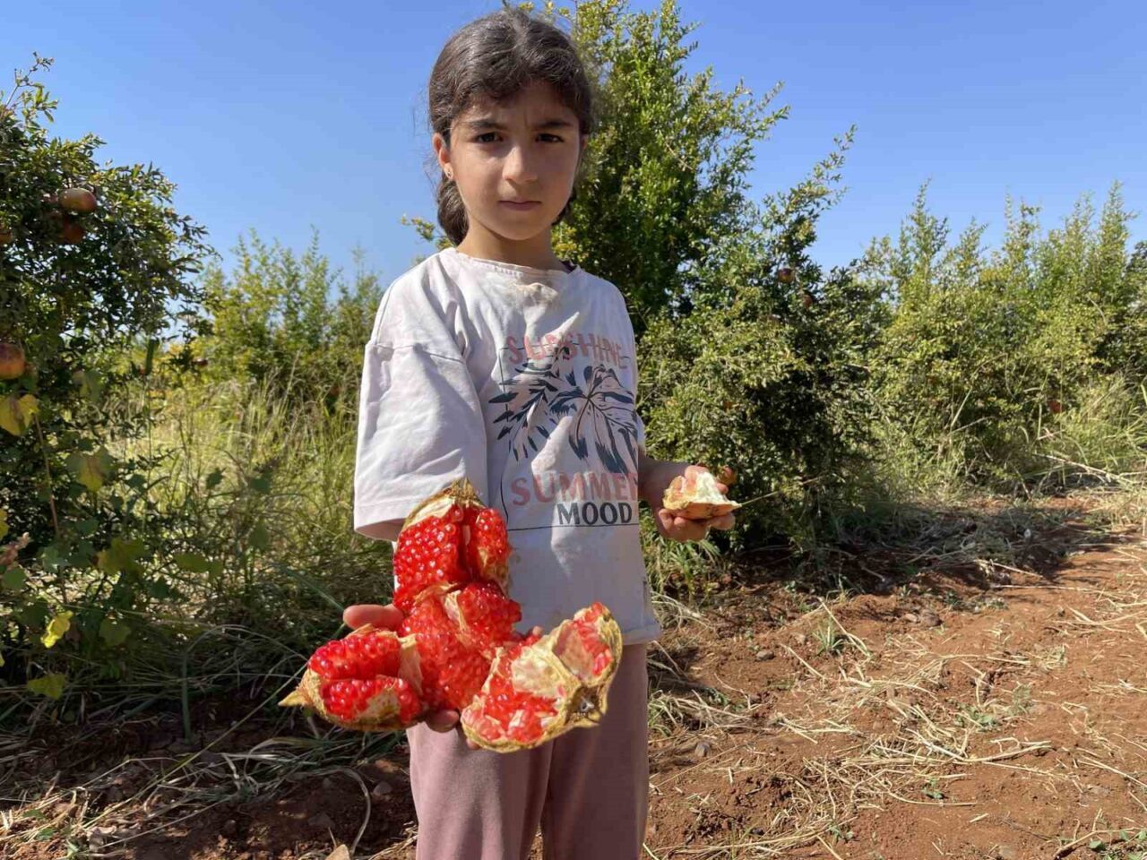 Suruç narının hasat dönemi başladı; ekşi çeşitler Avrupa, tatlılar ise