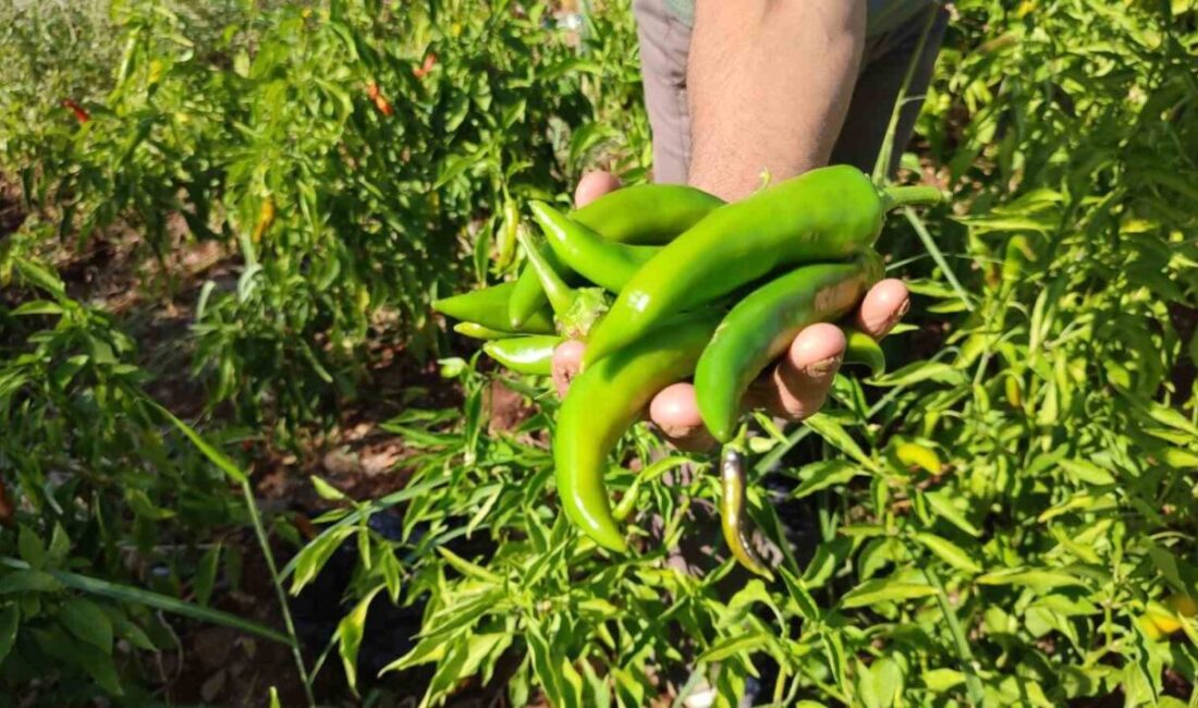 Denizli’nin Beyağaç ilçesinde Kayaca Biberi’nin hasat dönemi tamamlandı, üretim sürecinde organik yöntemler benimsendi Denizli'nin Beyağaç ilçesindeki Yeniçeşme Mahallesi'nde Kayaca biberinin hasat dönemi tamamlandı.