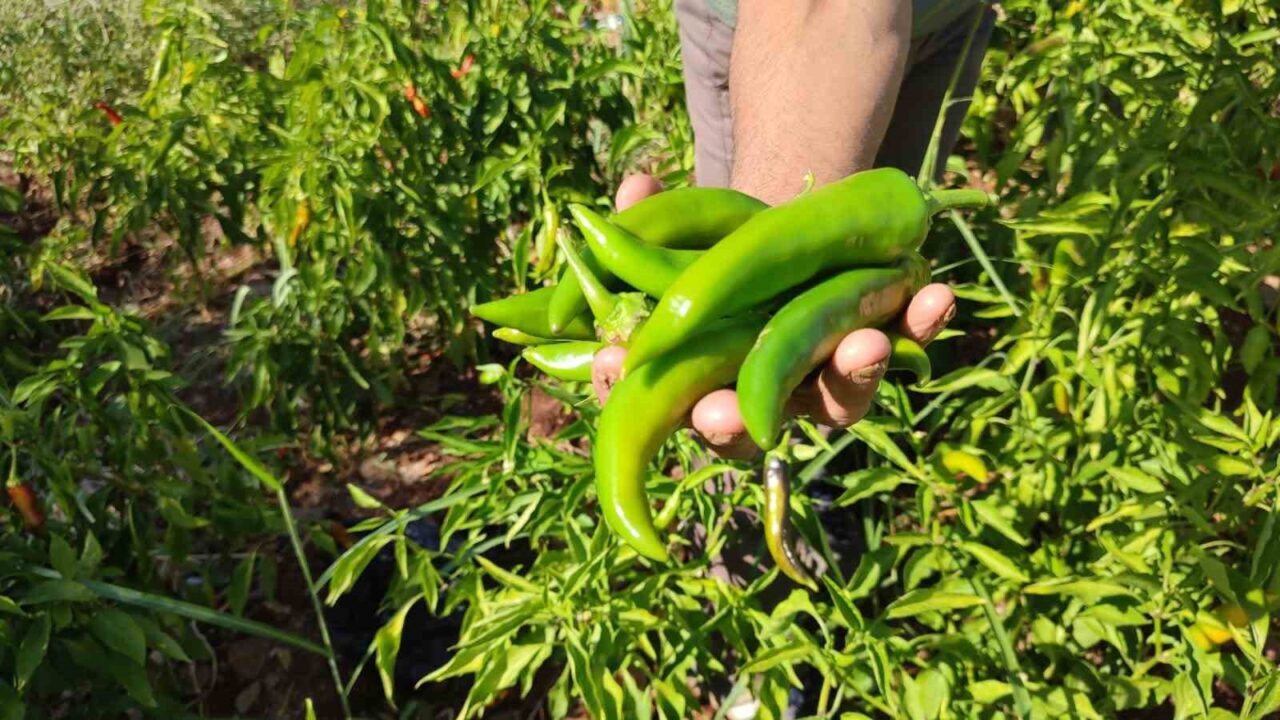 Denizli'nin Beyağaç ilçesindeki Yeniçeşme Mahallesi'nde Kayaca biberinin hasat dönemi tamamlandı.