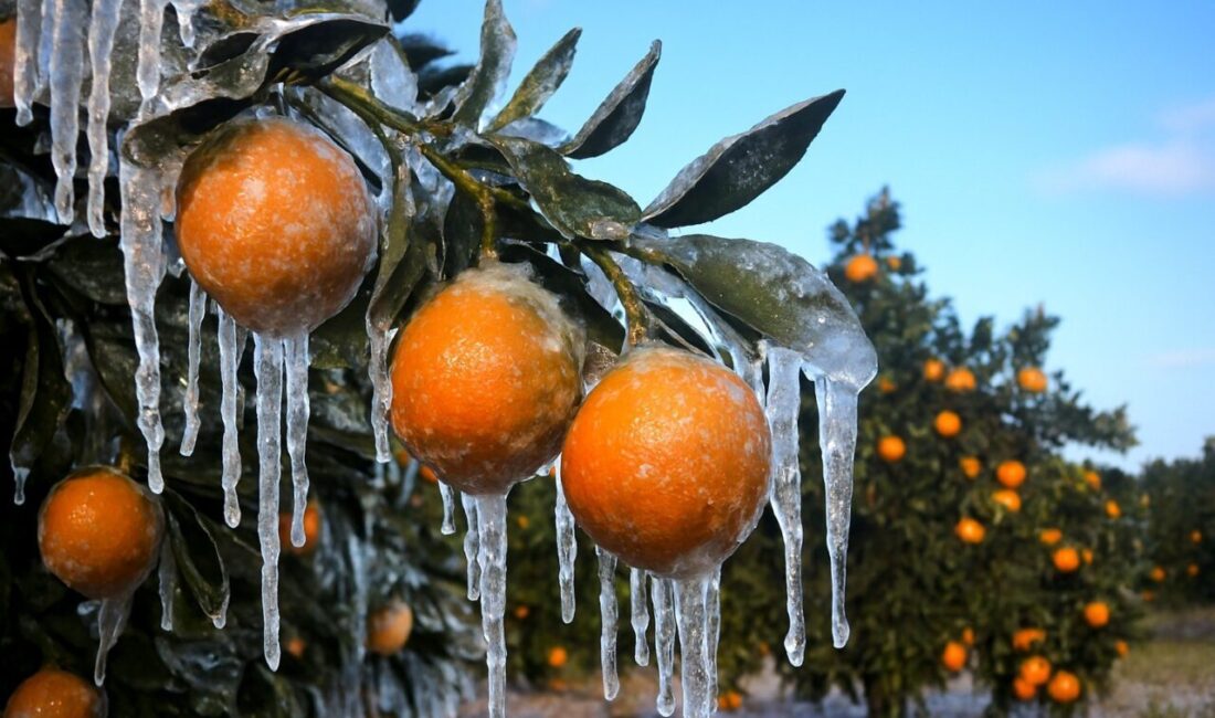 Adana'da Şubat ve Nisan'daki zirai don felaketinden etkilenen 9.200 üreticiye