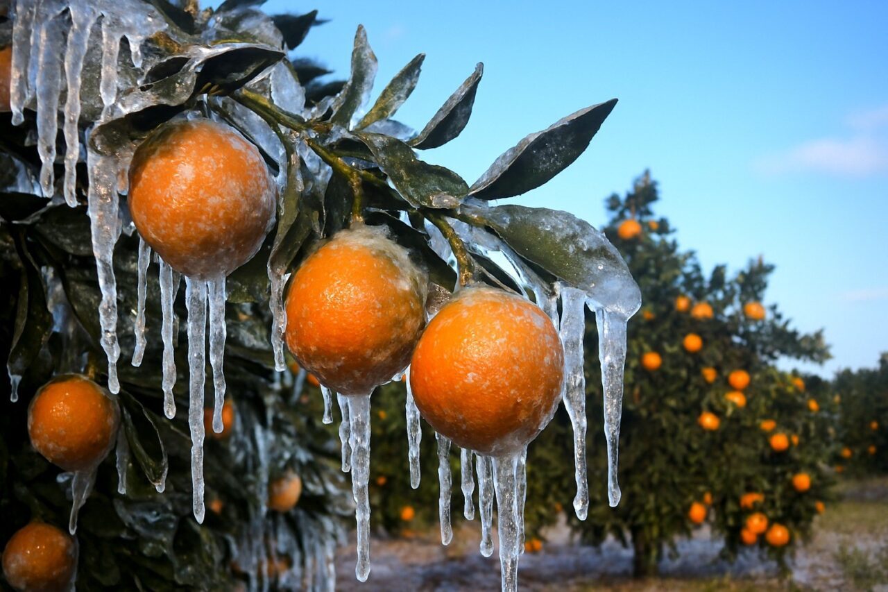 Adana’daki 9 bin 200 tarım üreticisine 717 milyon lira ödeme yapılmaya başlandı