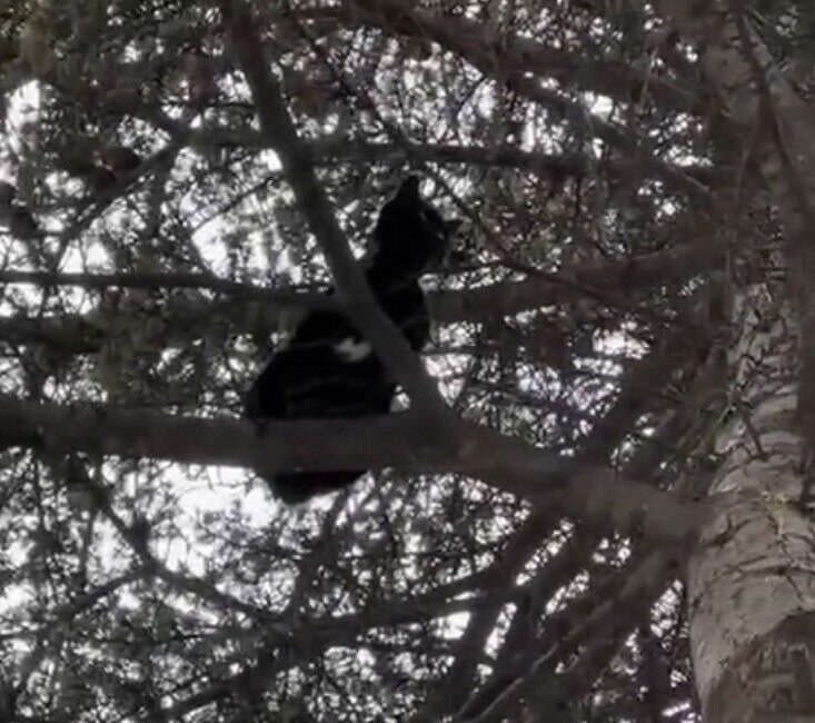 Eskişehir’de Yüksek Ağaçta Mahsur Kalan Sokak Kedisi, İtfaiye Tarafından Kurtarılarak Doğaya Bırakıldı Eskişehir'in Uluönder Mahallesi'nde bir ağaçta mahsur kalan sokak kedisi, itfaiye