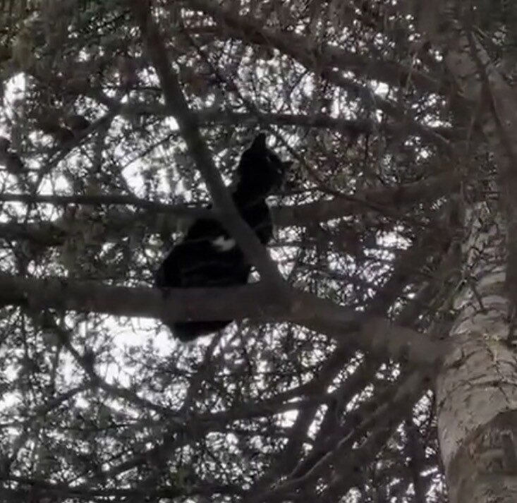 Eskişehir'in Uluönder Mahallesi'nde bir ağaçta mahsur kalan sokak kedisi, itfaiye