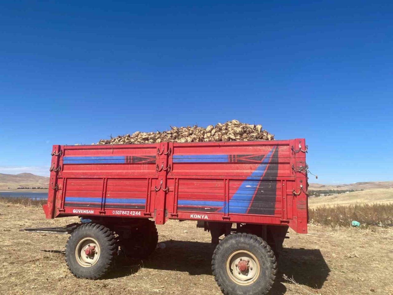 Ağrı'nın Patnos ilçesinde şeker pancarı hasadı başladı. Çiftçiler bu yıl