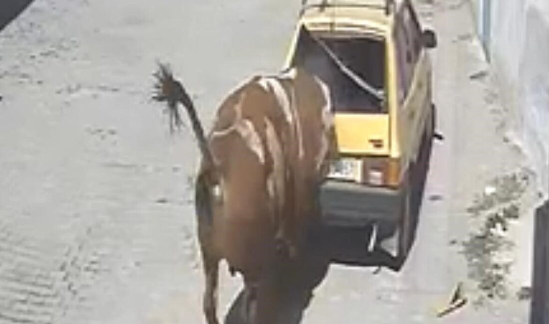 Nevşehir'in Özkonak beldesinde bir boğa, ahırından kaçıp kasaba içinde dolaşarak