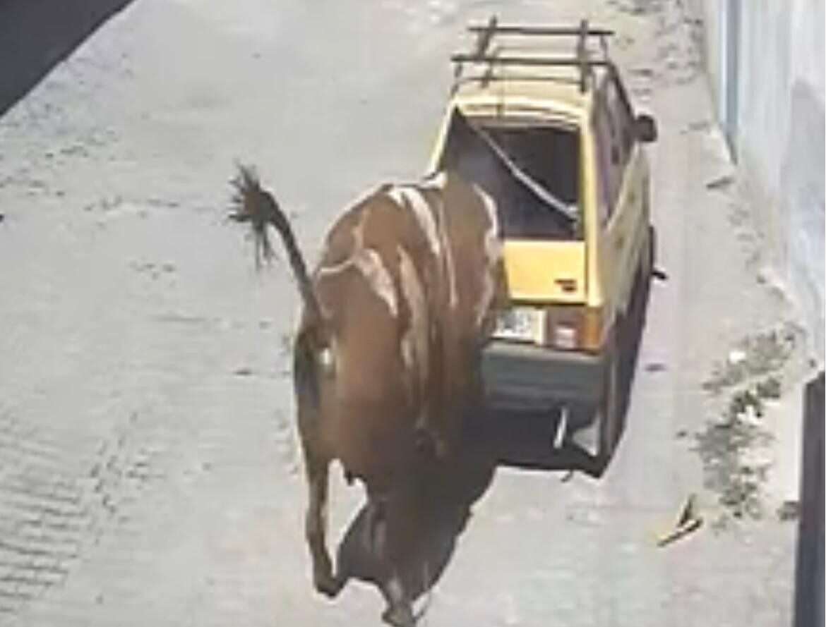 Nevşehir'in Özkonak beldesinde bir boğa, ahırından kaçıp kasaba içinde dolaşarak
