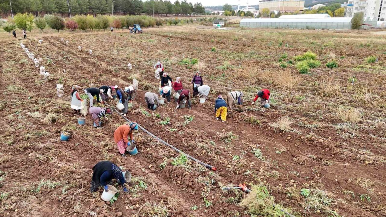 Sivas Cumhuriyet Üniversitesi Tarım Uygulama ve Araştırma Merkezi, hasadına başladığı