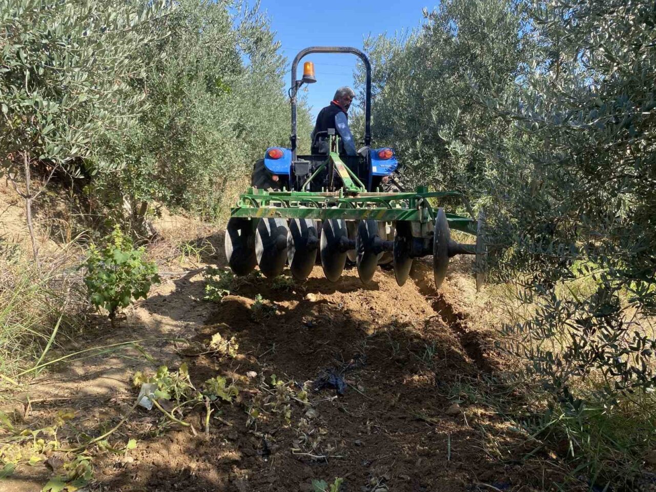 Manisa'nın Alaşehir bölgesinde etkili olan yağışlar, çiftçilerin tarlalarını canlandırdı. Çiftçi