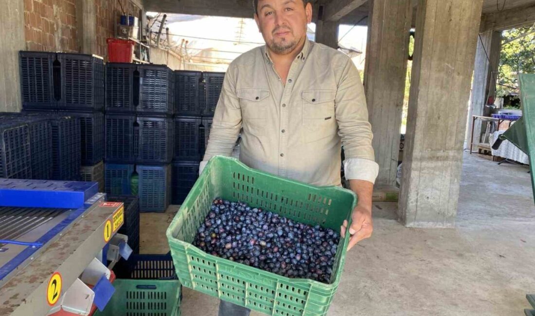 Manisa'nın Alaşehir ilçesinde 2025 yılı zeytin hasadı başladı. Rekolte düşükken,