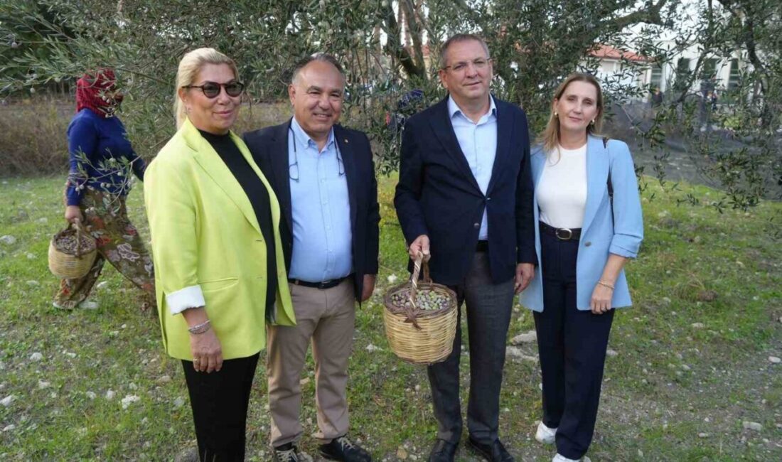 Ayvalık Ticaret Odası Başkanı Ali Uçar, zeytin hasadında markalaşma hedefinin