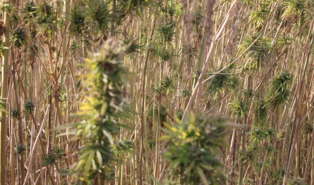 Amasya'da kenevir üretimi, başlangıçta büyük umutlar taşırken, ekim alanı 6.500