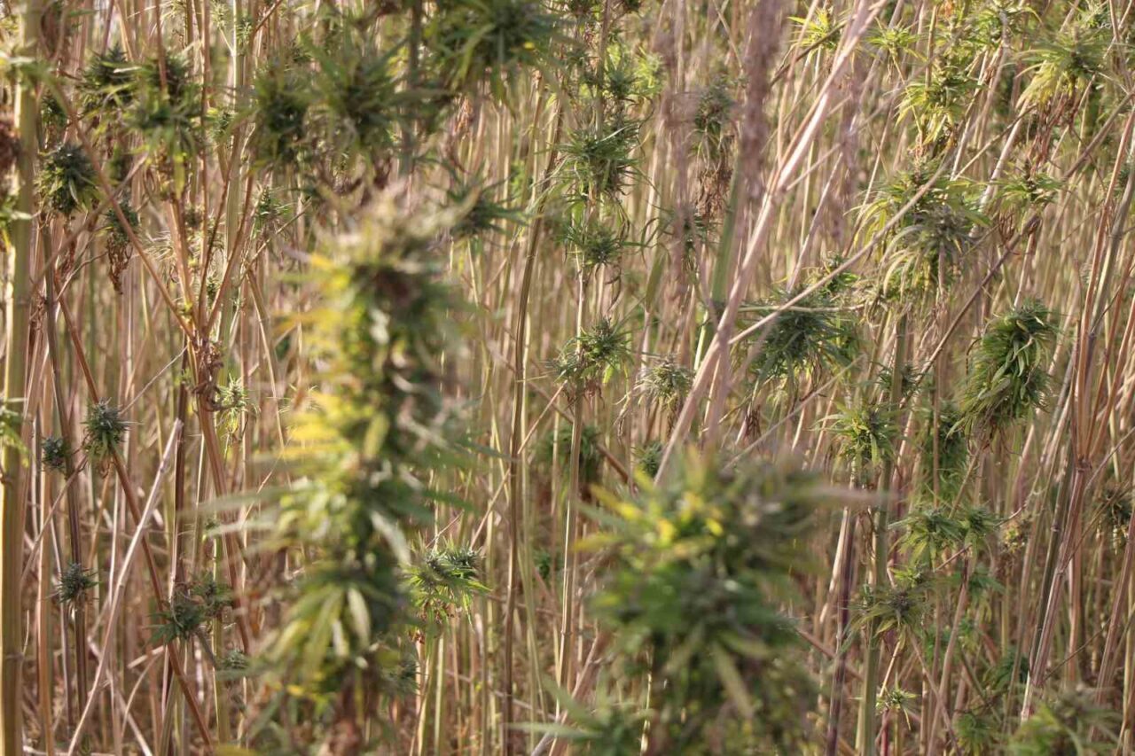 Amasya'da kenevir üretimi, başlangıçta büyük umutlar taşırken, ekim alanı 6.500