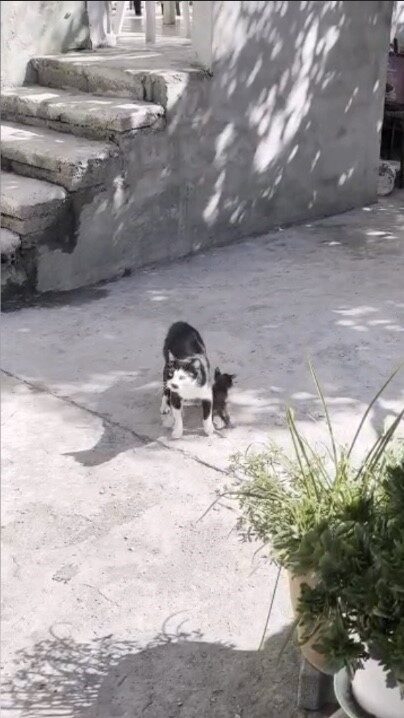 Osmaniye’de Yavru Kedi Çukurdan Kurtarıldı, Anne Kedi Bir An Olsun Ayrılmadı