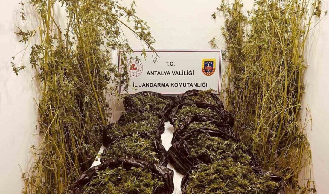 Antalya’da Jandarma Ekipleri, Skunk Operasyonunda 53 Kilogram Uyuşturucu ve 39 Kök Bitki Ele Geçirdi Antalya İl Jandarma Komutanlığı, Kepez ve Aksu ilçelerinde düzenlediği operasyonda