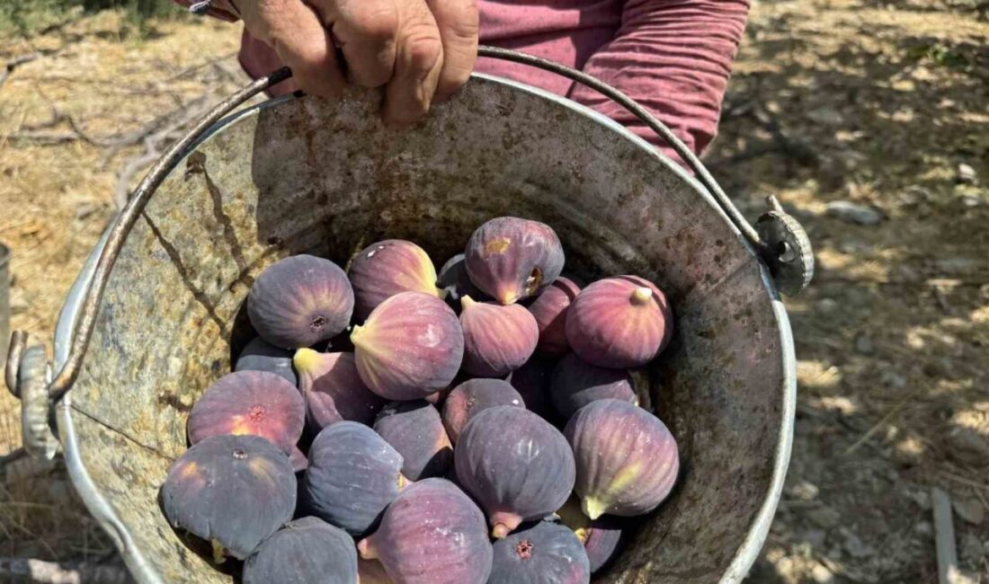 İbradı’da İklim Değişikliği Nedeniyle Gecikmeli Başlayan Bursa Siyah İnciri Hasadı Tamamlanıyor Antalya'nın İbradı ilçesinde, hava koşulları nedeniyle gecikmeli olarak başlayan Bursa