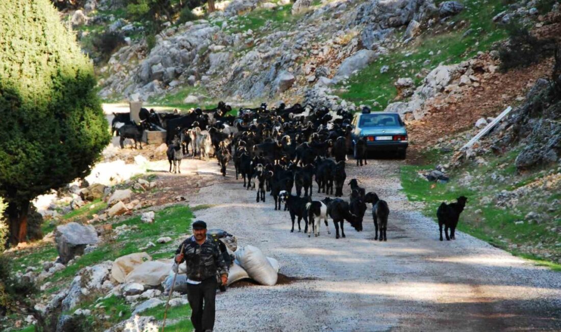 Antalya'da Yörükler, yaz aylarını Toroslar'ın yaylalarında geçirdikten sonra kış için