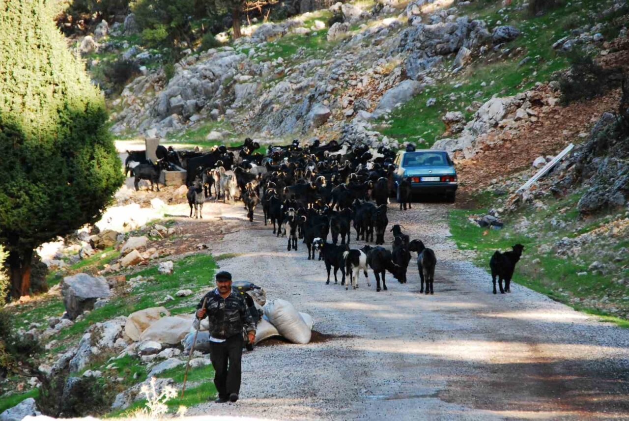 Antalya'da Yörükler, yaz aylarını Toroslar'ın yaylalarında geçirdikten sonra kış için